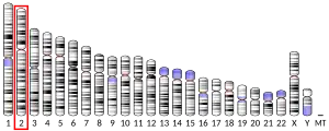 Chromosome 2 (human)