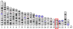 Chromosome 20 (human)