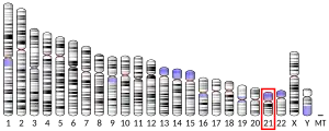 Chromosome 21 (human)