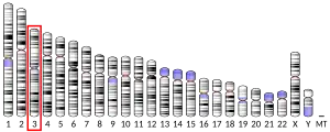 Chromosome 3 (human)