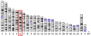 Chromosome 6 (human)
