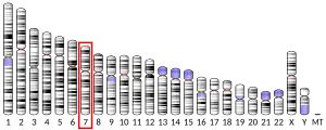Chromosome 7 (human)