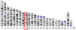 Chromosome 9 (human)
