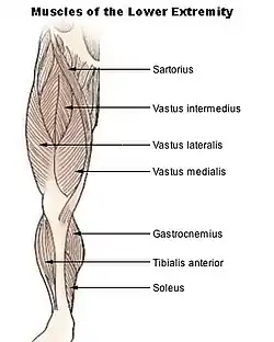 Muscles of leg