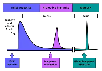 The initial response involves antibody and effector T-cells. The resulting protective immunity lasts for weeks. Immunological memory often lasts for years.