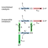Depiction of the reversible chemical equilibria between enzyme + substrate, enzyme/substrate complex, and enzyme + product, and two competing equilibria. The first is between enzyme + inhibitor, enzyme/inhibitor non-covalent complex, followed by irreversible formation of the covalent complex. The second is between enzyme/substrate complex + inhibitor, noncovalent enzyme/substrate, followed by irreversible formation of the covalent complex
