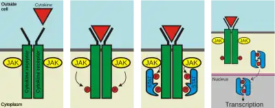 Once a ligand binds to the receptor, JAKs add phosphates to the receptor. Two STAT proteins then bind to the phosphates, and then the STATs are phosphorylated by JAKs to form a dimer. The dimer enters the nucleus, binds to DNA, and causes transcription of target genes.