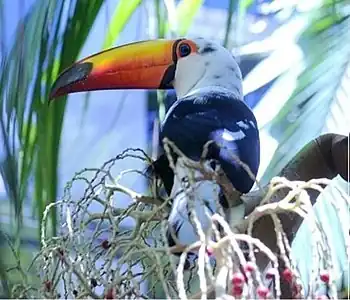 Toco toucan with partial leucism(Ramphastos toco)