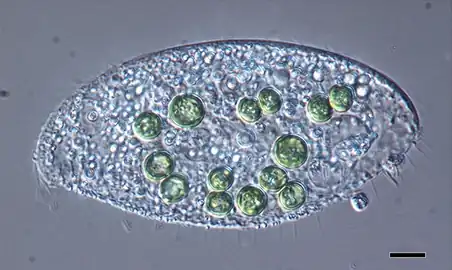 Species of Loxodes containing significantly large green-colored algae. Scale bar: 10 μm.