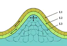 A coloured illustration showing three two layers over a hump, with arrows pointing out the outer layers.