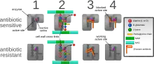 Diagram depicting antibiotic resistance through alteration of the antibiotic's target site