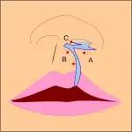 Movement of the flaps; flap A is moved between B and C. C is rotated slightly while B is pushed down.