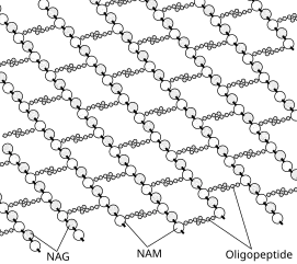 The structure of peptidoglycan. NAG = N-acetylglucosamine (also called GlcNAc or NAGA), NAM = N-acetylmuramic acid (also called MurNAc or NAMA).