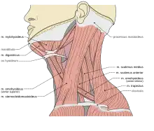 Musculi colli base