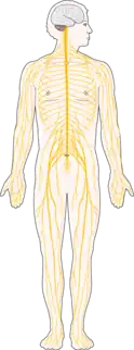 Diagram of the human nervous system