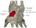 Cross section of wrist (thumb on left). Scaphoid (labelled as "Navicular") shown in red.