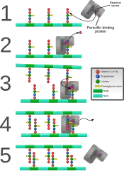 Penicillin binding protein forming cross-links in newly formed bacterial cell wall.