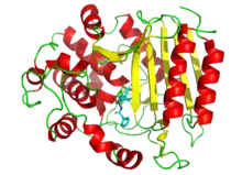 3D cartoon diagram of transpeptidase bound to penicillin G depicted as sticks