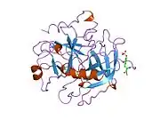 1aht: CRYSTAL STRUCTURE OF HUMAN ALPHA-THROMBIN COMPLEXED WITH HIRUGEN AND P-AMIDINOPHENYLPYRUVATE) AT 1.6 ANGSTROMS RESOLUTION