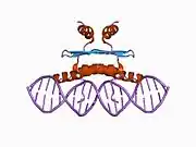1c7u: Complex of the DNA binding core domain of the transcription factor MEF2A with a 20mer oligonucleotide
