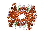 1dxu: HIGH-RESOLUTION X-RAY STUDY OF DEOXY RECOMBINANT HUMAN HEMOGLOBINS SYNTHESIZED FROM BETA-GLOBINS HAVING MUTATED AMINO TERMINI