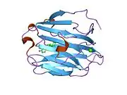 1lhu: CRYSTAL STRUCTURE OF THE N-TERMINAL LG-DOMAIN OF SHBG IN COMPLEX WITH ESTRADIOL