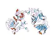 1n8z: Crystal structure of extracellular domain of human HER2 complexed with Herceptin Fab