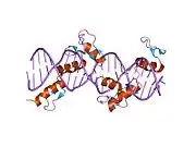 1p47: Crystal Structure of tandem Zif268 molecules complexed to DNA