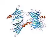 1tz8: The monoclinic crystal structure of transthyretin in complex with diethylstilbestrol