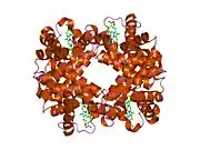 1xy0: T-to-THigh Transitions in Human Hemoglobin: alphaK40G deoxy low-salt