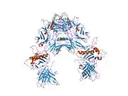 1ypz: Immune receptor