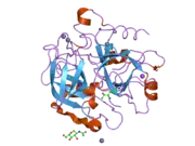 1z8i: Crystal structure of the thrombin mutant G193A bound to PPACK