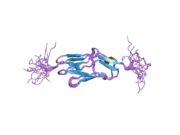 2dm3: Solution structure of the second ig domain of human palladin