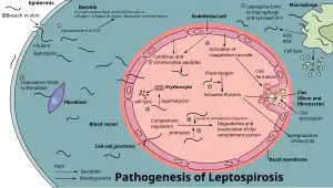  Diagram showing the pathogenesis of leptospirosis