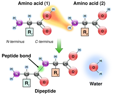 Two amino acids are shown next to each other. One loses a hydrogen and oxygen from its carboxyl group (COOH) and the other loses a hydrogen from its amino group (NH2). This reaction produces a molecule of water (H2O) and two amino acids joined by a peptide bond (–CO–NH–). The two joined amino acids are called a dipeptide.