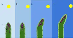 A diagram of the mechanism of phototropism in oat coleoptiles