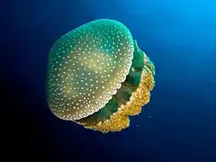 White-spotted jellyfish