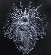 Armoured Pliciloricus enigmaticus, about 0.2&nbsp;mm long, live in spaces between marine gravel