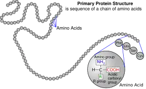 A protein depicted as a long unbranched string of linked circles each representing amino acids