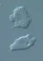 Amoeboid phase of Protostelium sp.