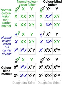 A chart showing likelihoods of genetic combinations and outcomes for red–green color blindness