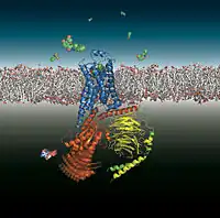The β2-adrenoceptor (blue) coupling to the heterotrimeric G protein GS  (red, yellow, green) after binding of an agonist.