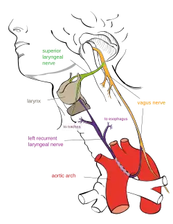 A diagram showing the recurrent laryngeal nerve