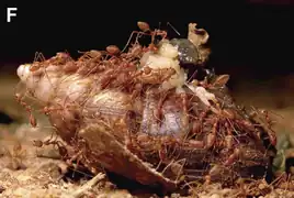 Red weaver ants feeding on a dead giant African snail