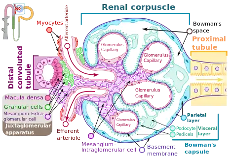 Renal corpuscle