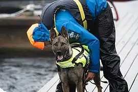 A dog from Norwegian Search and Rescue Dogs