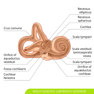 Interior of right osseous labyrinth.