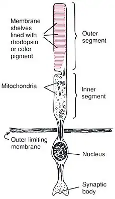 Anatomy of a Rod CellHuman Physiology and Mechanisms of Disease by Arthur C. Guyton (1992) .mw-parser-output cite.citation{font-style:inherit;word-wrap:break-word}.mw-parser-output .citation q{quotes:"\"""\"""'""'"}.mw-parser-output .citation:target{background-color:rgba(0,127,255,0.133)}.mw-parser-output .id-lock-free.id-lock-free a{background:url("//upload.wikimedia.org/wikipedia/commons/6/65/Lock-green.svg")right 0.1em center/9px no-repeat}.mw-parser-output .id-lock-limited.id-lock-limited a,.mw-parser-output .id-lock-registration.id-lock-registration a{background:url("//upload.wikimedia.org/wikipedia/commons/d/d6/Lock-gray-alt-2.svg")right 0.1em center/9px no-repeat}.mw-parser-output .id-lock-subscription.id-lock-subscription a{background:url("//upload.wikimedia.org/wikipedia/commons/a/aa/Lock-red-alt-2.svg")right 0.1em center/9px no-repeat}.mw-parser-output .cs1-ws-icon a{background:url("//upload.wikimedia.org/wikipedia/commons/4/4c/Wikisource-logo.svg")right 0.1em center/12px no-repeat}body:not(.skin-timeless):not(.skin-minerva) .mw-parser-output .id-lock-free a,body:not(.skin-timeless):not(.skin-minerva) .mw-parser-output .id-lock-limited a,body:not(.skin-timeless):not(.skin-minerva) .mw-parser-output .id-lock-registration a,body:not(.skin-timeless):not(.skin-minerva) .mw-parser-output .id-lock-subscription a,body:not(.skin-timeless):not(.skin-minerva) .mw-parser-output .cs1-ws-icon a{background-size:contain;padding:0 1em 0 0}.mw-parser-output .cs1-code{color:inherit;background:inherit;border:none;padding:inherit}.mw-parser-output .cs1-hidden-error{display:none;color:var(--color-error,#d33)}.mw-parser-output .cs1-visible-error{color:var(--color-error,#d33)}.mw-parser-output .cs1-maint{display:none;color:#085;margin-left:0.3em}.mw-parser-output .cs1-kern-left{padding-left:0.2em}.mw-parser-output .cs1-kern-right{padding-right:0.2em}.mw-parser-output .citation .mw-selflink{font-weight:inherit}@media screen{.mw-parser-output .cs1-format{font-size:95%}html.skin-theme-clientpref-night .mw-parser-output .cs1-maint{color:#18911f}}@media screen and (prefers-color-scheme:dark){html.skin-theme-clientpref-os .mw-parser-output .cs1-maint{color:#18911f}}ISBN 0-7216-3299-8 p. 373