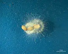 Saprolegnia on sesame seeds