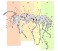 10 = Formicidae scutellum